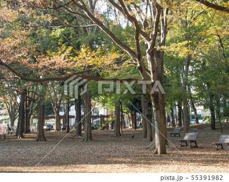 秋の芦花公園 秋の芦花公園 55391982