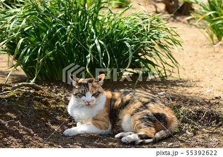 舌を出してる外猫 舌を出してる外猫 55392622