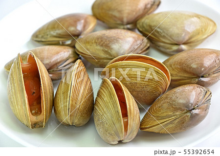 バカガイ(馬鹿貝) バカガイ(馬鹿貝) 55392654