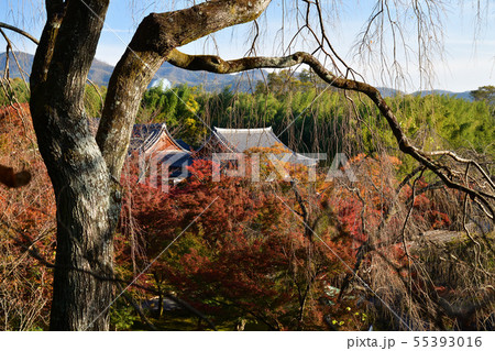 天龍寺の紅葉 55393016