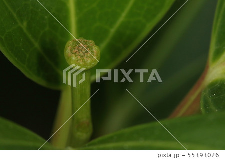 自然 植物 カクレミノ、粒々の蕾の赤ちゃんが花芽の先端に見えます 自然 植物 カクレミノ、粒々の蕾の赤ちゃんが花芽の先端に見えます 55393026