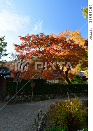 天龍寺の紅葉 天龍寺の紅葉 55393264
