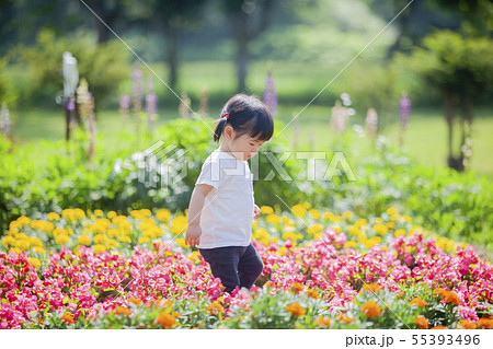 花畑の女の子 55393496