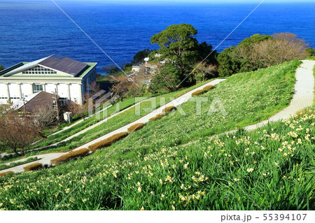 越前岬水仙ランド　日本海と水仙の花 55394107