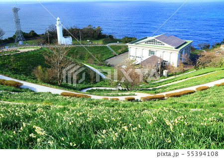 越前岬水仙ランド　日本海と水仙の花 55394108