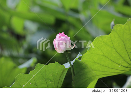 Lotus flower and Lotus flower plants Lotus flower and Lotus flower plants 55394203