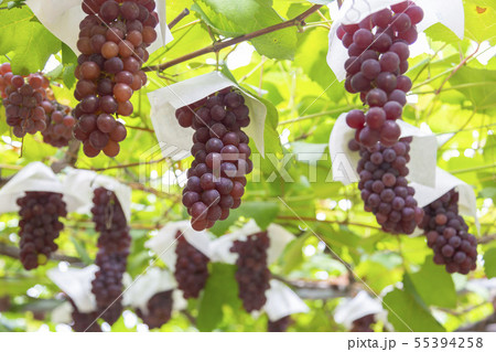 デラウエア ぶどう園 デラウエア ぶどう園 55394258