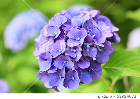 アジサイの花 55394672
