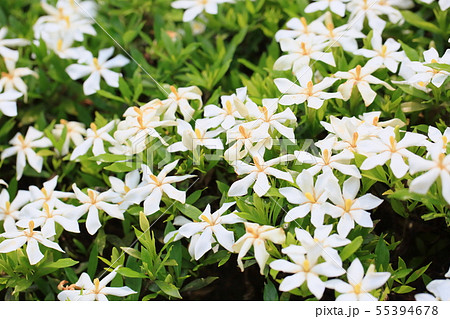 コクチナシの花 コクチナシの花 55394678