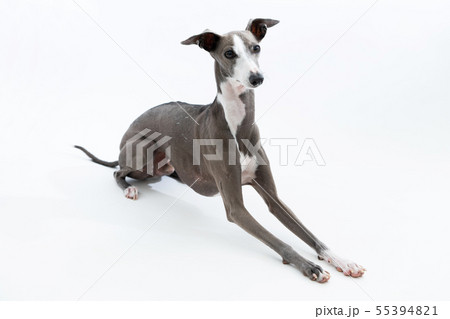 イタリアングレイハウンド 55394821