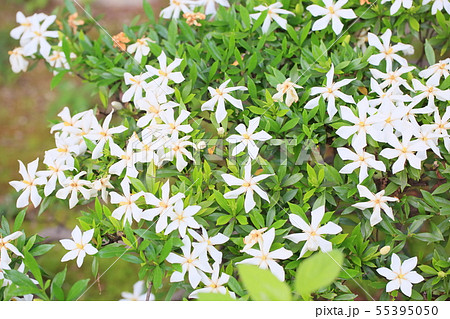 コクチナシの花 コクチナシの花 55395050