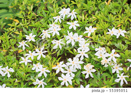 コクチナシの花 コクチナシの花 55395051