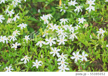 コクチナシの花 55395052