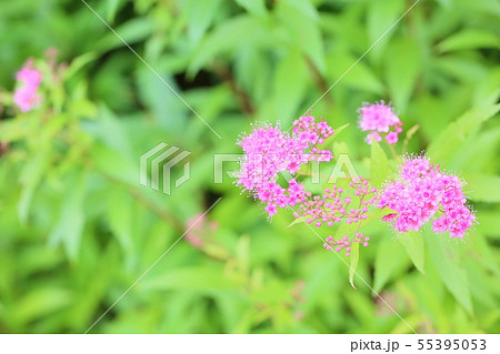 シモツケソウの花 シモツケソウの花 55395053