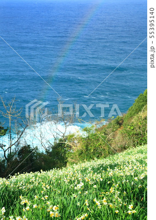 梨子ヶ平台地 日本海 虹と水仙の花 梨子ヶ平台地 日本海 虹と水仙の花 55395140