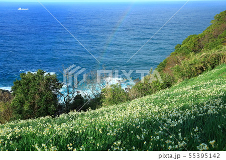 梨子ヶ平台地　日本海　虹と水仙の花 55395142