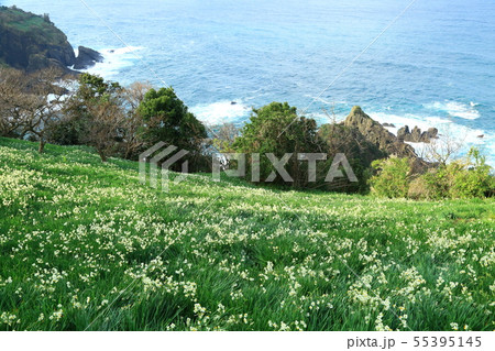 梨子ヶ平台地　日本海と水仙の花 55395145