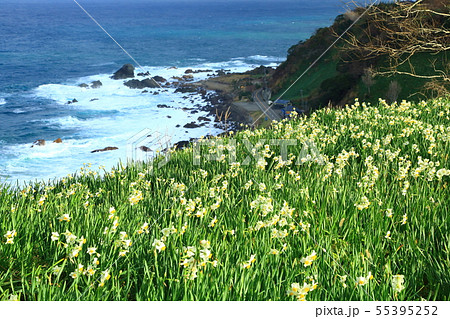 越前海岸　水仙の里　日本海と水仙の花 55395252