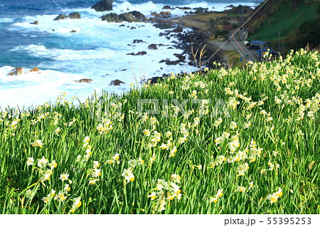 越前海岸　水仙の里　日本海と水仙の花 55395253