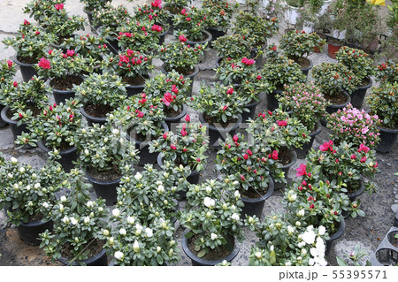 春 在来市場 植木鉢 55395571