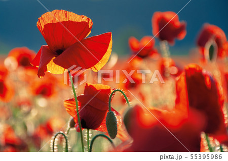 red poppies in the field in evening light red poppies in the field in evening light 55395986