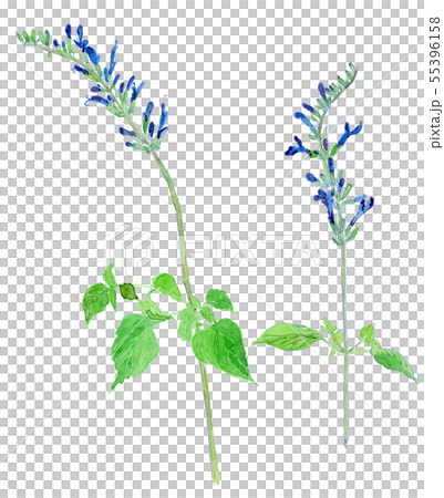 Salvia guaranitica メドーセージ 55396158