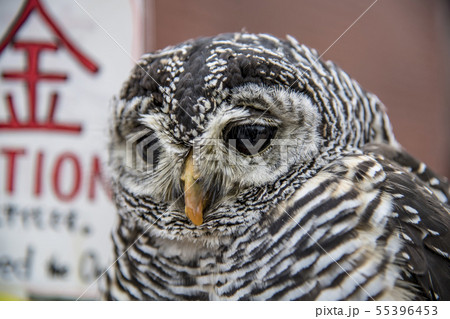 【ふくろう】 【ふくろう】 55396453