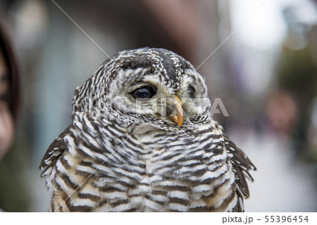 【ふくろう】 55396454