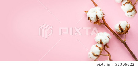 Cotton branch on pink background. 55396622