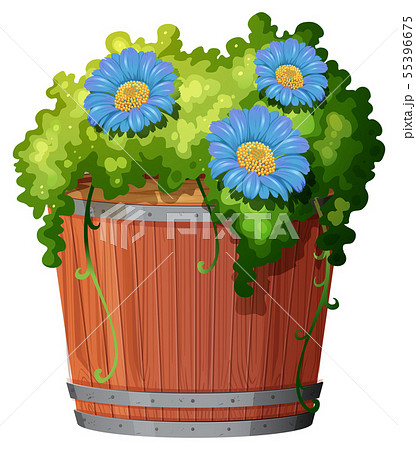 Pot plant with green leaves on an isolated white Pot plant with green leaves on an isolated white 55396675