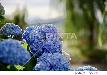 石手寺の紫陽花 石手寺の紫陽花 55396800
