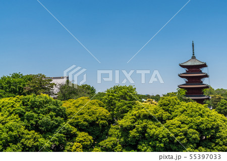 池上本門寺五重塔新緑 55397033