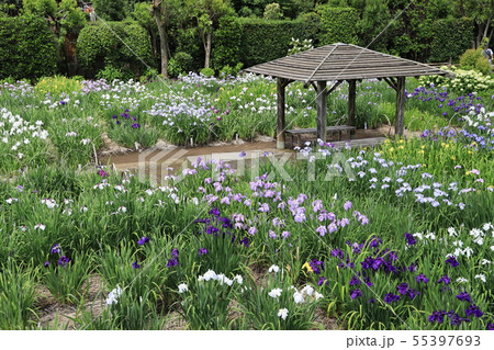 花菖蒲園の風景 花菖蒲園の風景 55397693