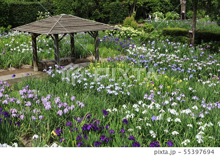 花菖蒲園の風景 花菖蒲園の風景 55397694