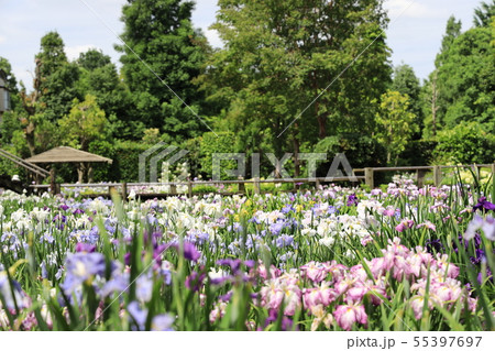 花菖蒲園の風景 花菖蒲園の風景 55397697