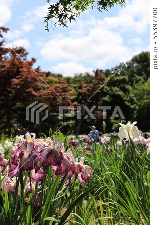 花菖蒲園の風景 花菖蒲園の風景 55397700