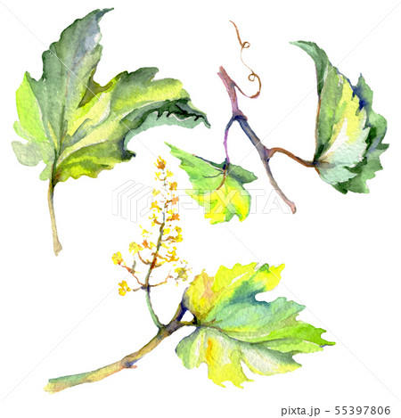 Branch of green vine leaves. Watercolor background illustration set. Isolated grape illustration Branch of green vine leaves. Watercolor background illustration set. Isolated grape illustration 55397806