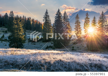 sunrise in the spruce forest sunrise in the spruce forest 55397901