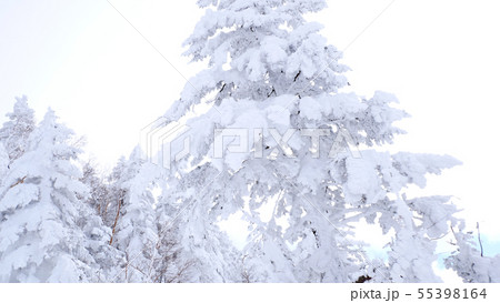 志賀高原の樹氷 55398164