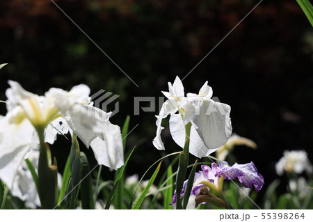 花菖蒲 55398264
