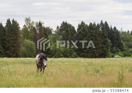 Gray horse eats grass on a green field. Horse graz 55398474