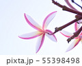 プルメリア 55398498