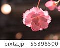 ベゴニア 55398500