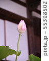 ハスのつぼみ 55398502