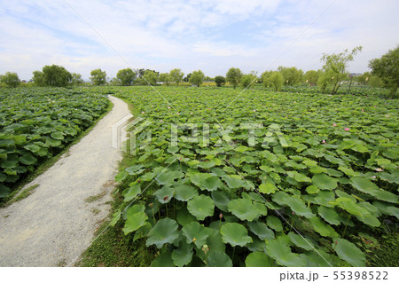 ヨンバト 蓮 55398522