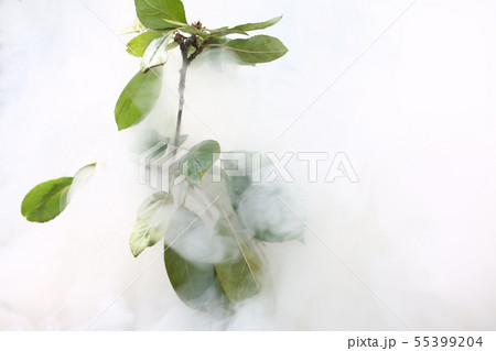Green leaves of tree in smoke forest Green leaves of tree in smoke forest 55399204