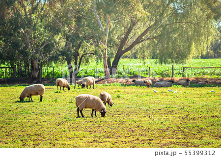 Australian grazing sheep on a farm Australian grazing sheep on a farm 55399312