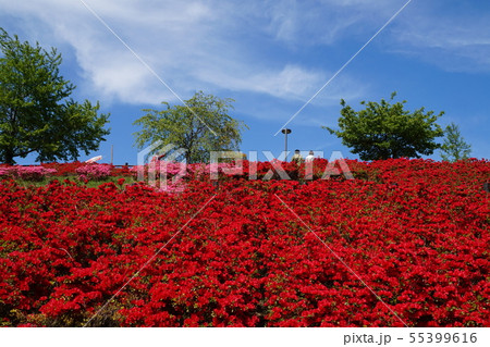 おおた芝桜まつり 群馬 太田 ツツジ 八王子山公園 太田市北部運動公園の写真素材