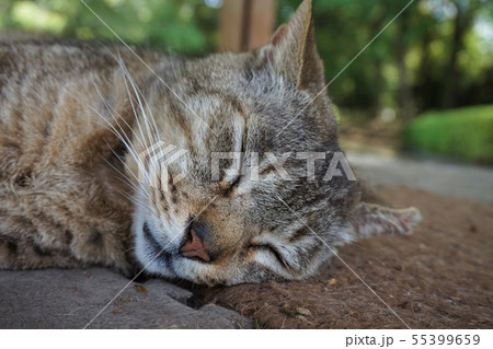 ネコ 野良猫 cat 多々良沼 群馬県 館林市 邑楽町 多々良沼公園 ネコ 野良猫 cat 多々良沼 群馬県 館林市 邑楽町 多々良沼公園 55399659