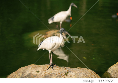 Australian White Ibises Australian White Ibises 55399721